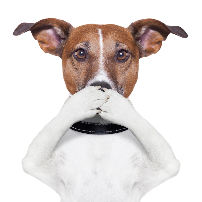 Stille Signale vom Hund – Wie wir die Kommunikation verbessern können